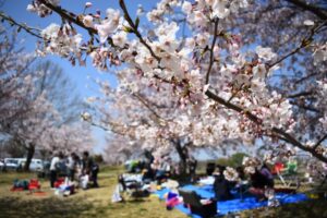 Discover “Hanami”: Japan’s Beautiful Picnic Tradition–Part 1